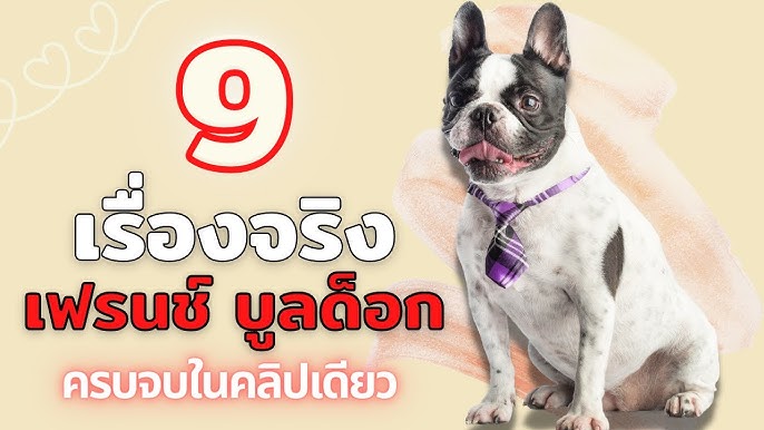 สุนัขสายพันธุ์เฟรนช์ บลูด็อก | นิสัย การดูแล (Ep.36) - Youtube