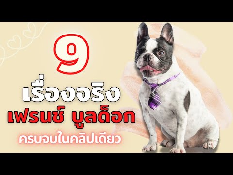 9 เรื่องจริงของเฟรนช์ บูลด็อก น้องหมาสุดน่ารักขวัญใจของใครหลายคน สรุปจบในคลิปเดียว #ECOBOK