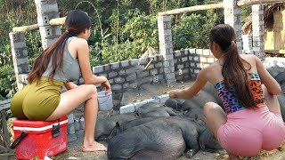 Review 500 Days: Build Barn Herd Pigs Alone - Harvest Cassava - Build Farm Life by Dao Farm Life 71,801 views 3 months ago 4 hours