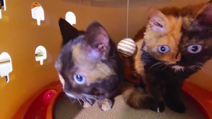 Watch the video about Dominant blue-eyed Lambkin cats are playing in the cat tower