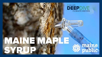The Future of Maine Maple Syrup | Climate Driven