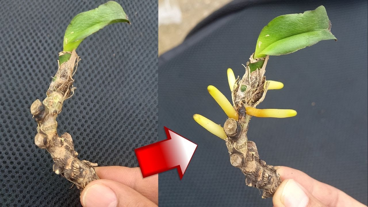 Мало кому известные советы, которые помогут реанимировать старые и слабые орхидеи, чтобы они быстро