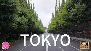 [4K] Japanese Garden! Walk on Jingu Gaien Japan Tour - Ginkgo trees are wonderful