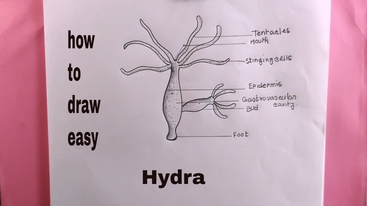 The Recursive Hydra. A hydra based on hydras named after hydras. :  r/worldbuilding