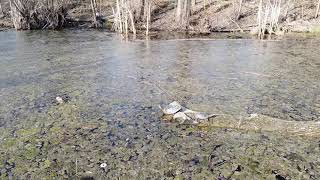 Drone Views of Turtles in the City by AmaNature Video 540 views 4 years ago 1 minute, 15 seconds