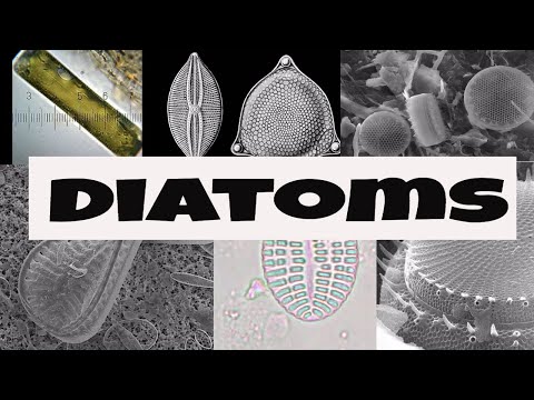 Video: Ar diatomos yra fotosintetinės ar heterotrofinės?