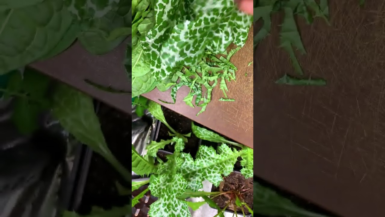 Wild about this food - Milk Thistle a powerful antioxidant and helps stimulate liver function