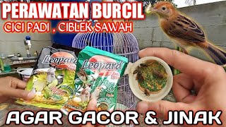 Cici Padi, Ciblek sawah agar gacor & jinak | Lakukan cara ini terbaru 2021