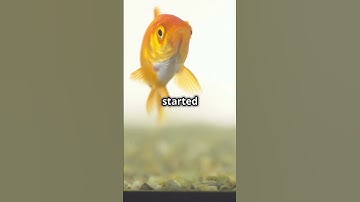Do Goldfish Really Have a 3-Second Memory? The Truth Revealed! 🐟🤔