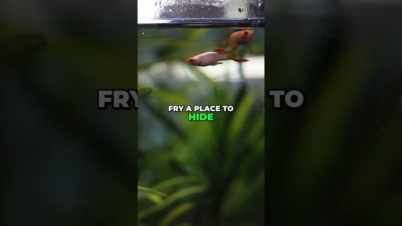 Plants for Breeding Guppies + Endlers