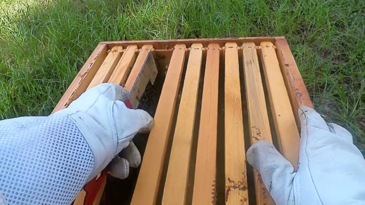 8 8 25 Honey Harvest