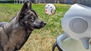 Will My Siberian Husky Fetch a Ball?