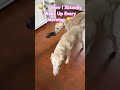 My Morning Routine… According to My Dogs 😂🐾