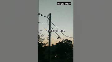 Why Birds Don