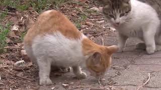 Rescue a disabled cat by No Cat No life 187 views 3 years ago 3 minutes, 5 seconds