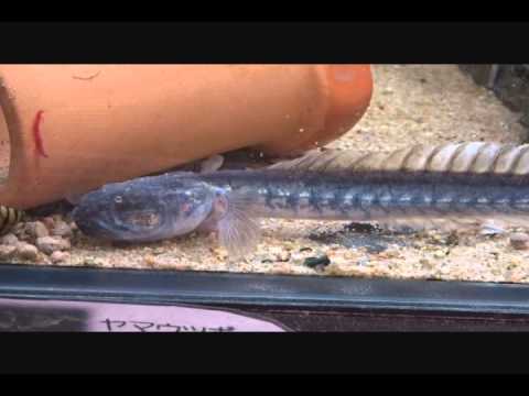 熱帯魚図鑑43 南米ドラゴンフィッシュ Gobioides Broussonnetii Violet Goby キモさ100倍でも温和 花園教会水族館 Youtube 熱帯魚図鑑43 南米ドラゴンフィッシュ Gobioides Broussonnetii Violet Goby キモさ100倍でも温和 花園教会水族館 Youtube