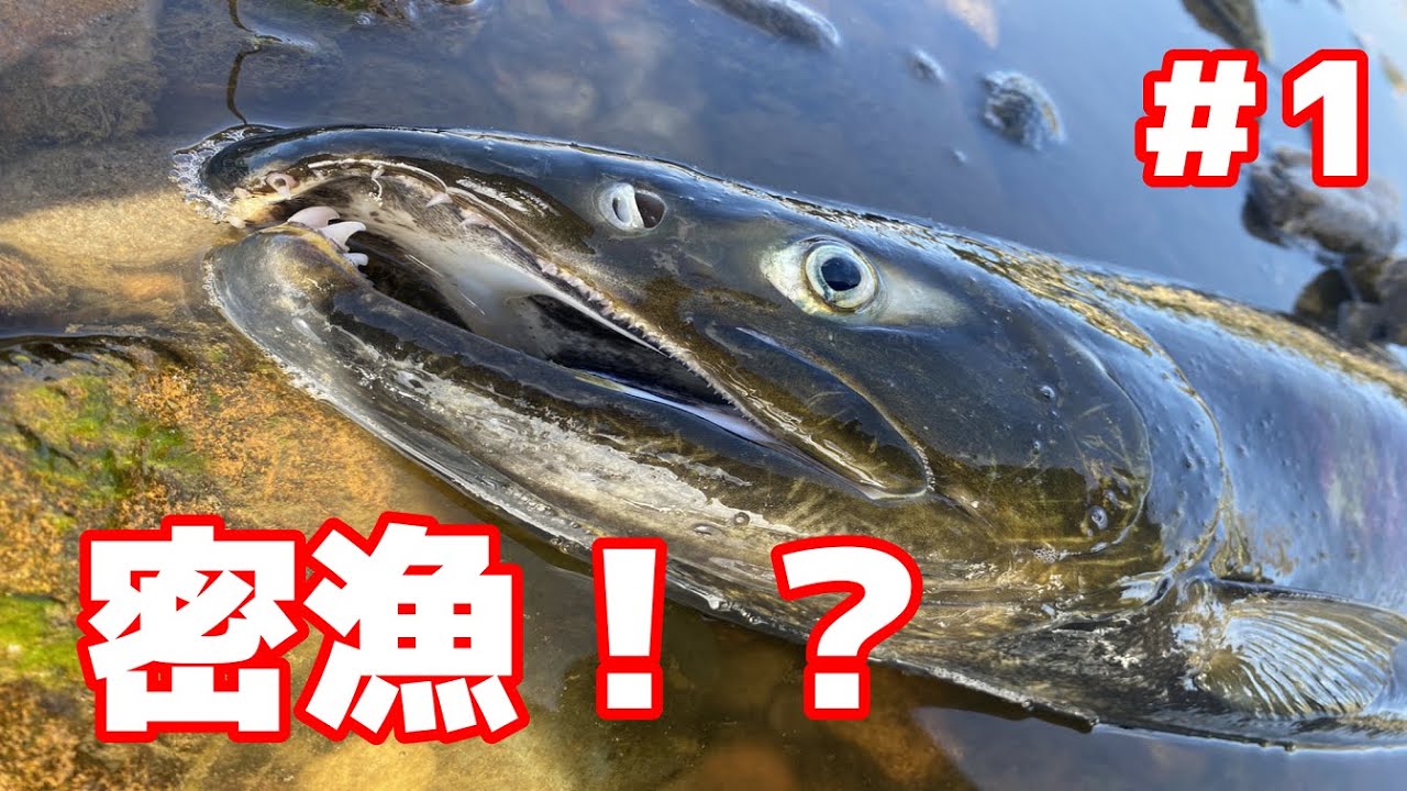 前編 鮭漁に密着してきた 北上川水系さけます増殖協会 岩手三陸釣り紀行 Youtube
