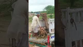 unloading angry camel shortvideo viral camelsounds