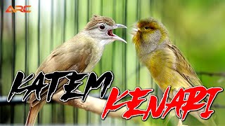 Download Lagu MASTERAN KAPAS TEMBAK VS KENARI | MASTERAN MEWAH SUPER NGEROL NEMBAK MP3 Download Lagu MASTERAN KAPAS TEMBAK VS KENARI | MASTERAN MEWAH SUPER NGEROL NEMBAK MP3