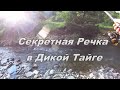 Речка в Тайге Кишит Хариусом/ Мечта Рыбака/ Сказочная Рыбалка на ХАРИУСА!!!