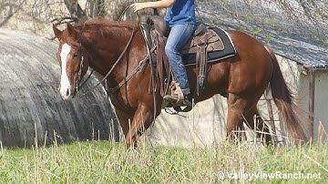 Smooth Caviar - trail riding! - ValleyViewRanch.net