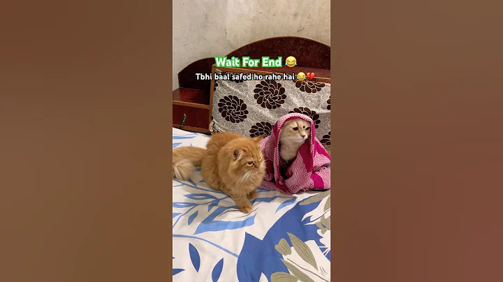 Video 11731801: persian cat pet animals