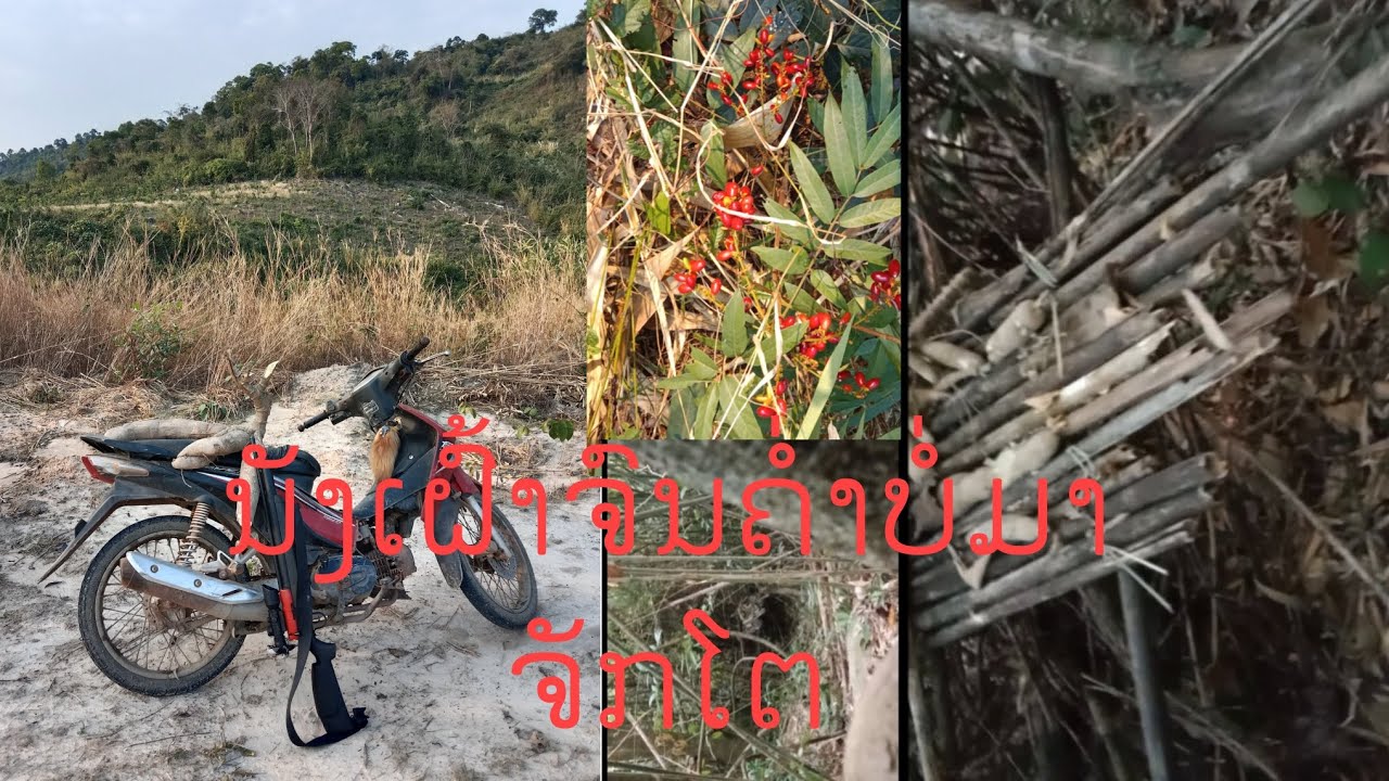 ກະຮອກບໍ່ມາຈັກໂຕ(เฝ้ารังอ่อย)