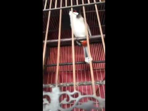 Livestream ĐẠI NÁO SÁNG SỚM-TIẾNG CHIM HÓT NHƯ SUỐI CHẢY - YouTube