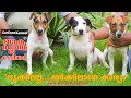 ജാക്ക് റസ്സൽ ടെറിയർ | കുഞ്ഞൻ കാവൽ നായ  | Jack Russell Terrier