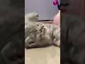 चिंतामुक्त👆🏻#cat#kitten#बिल्ली #பூனை#بلی#बिरालो#বিড়াল#ਬਿੱਲੀ#мәче#قطة#pusa