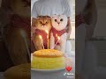 عيد ميلاد قطط عيد ميلاد قطط