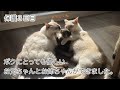 【保護３日目】初対面から先住猫に溺愛される保護仔猫。どうやら運命の絆で結ばれていたようです。