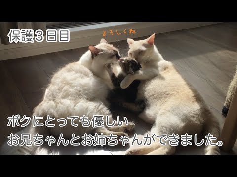【保護3日目】初対面から先住猫に溺愛される保護仔猫。どうやら運命の絆で結ばれていたようです。
