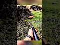 Face to Face with a Wild Boar 😱 What Happens Next?#wildboar #boarhunting #hunting #pov #wildlife