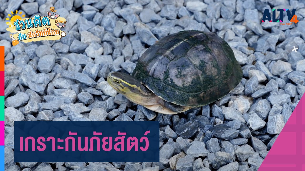 เกราะกันภัยสัตว์ : ชวนคิดกับนักวิทย์น้อย (16 ก.พ. 64)