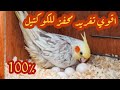 اقوي تغريد وتحفيز طائر كوكتيل علي التزاوج تغريد يصدره الكوكتيل تمهيدا للتزاوج male cockatiel singing