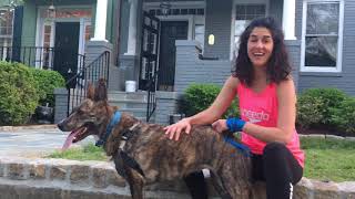 Dutch Shepherd Run 2! with my 10-year-old stepson toooooo. by KRob runs dogs and saves cats! 293 views 5 years ago 38 seconds