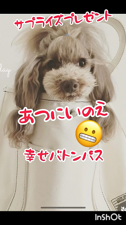 トイプードルmoca  サプライズプレゼント　　atuniiが鉛筆一本で笑顔のお届け　#イラスト #toypoodle #dog #pencildrawing #smile