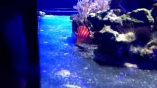 Peppermint angelfish