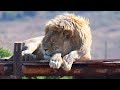 King and thea rescued lions living in our sanctuary