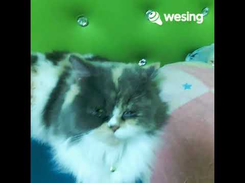 มันคือความรัก Mr.Lazy feat.Lula