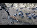 Pigeons  geese coexisting peacefully unfazed by crying baby in newsham park liverpool