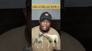 DUELO DE CÃES MAIS FORTES | Dogo Argentino P1