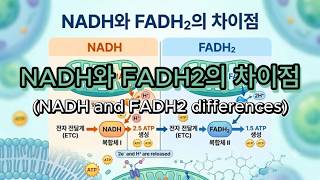 NADH와 FADH2의 차이점(NADH and FADH2 differences)
