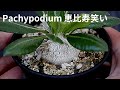 Pachypodium  brevicaule パキポディウム 恵比寿笑い | 品種紹介