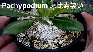 Pachypodium  brevicaule パキポディウム 恵比寿笑い | 品種紹介