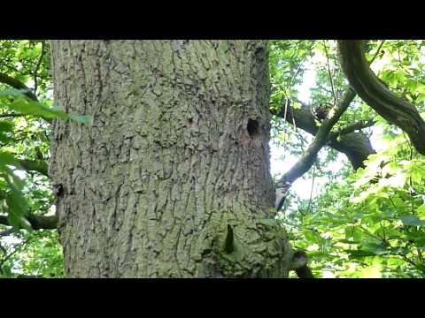 Great spotted woodpecker