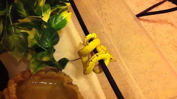 Green tree python feeding