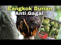 Cara Cangkok Pohon Durian Pemula Pasti Bisa