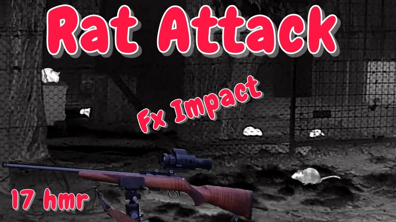 Rat Attack 》Fx Impact 22cal 》17hmr 》Fox hunt